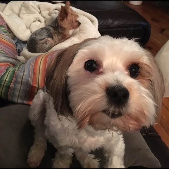 Meet Your Posher: Katie - Picture 4 of 4