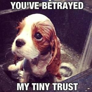 Meet your Posher, Sofia