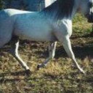 Meet your Posher, Misty