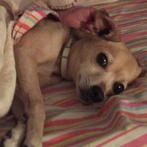 Meet your Posher, Shelby