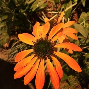 Meet your Posher, Shu