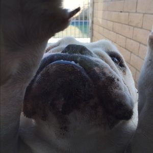 Meet your Posher, Ivory