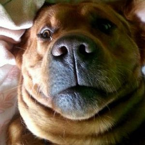 Meet your Posher, Ella