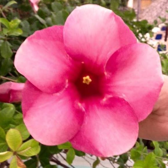 Meet your Posher, Joan - Picture 1 of 1