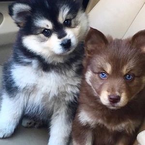 Meet your Posher, Drita