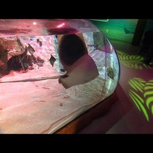 Meet your Posher, Liberty