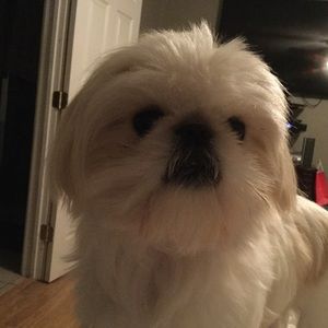 Meet your Posher, Sylvia