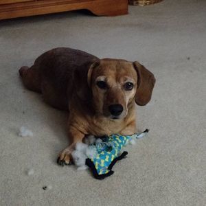 Meet your Posher, Janine