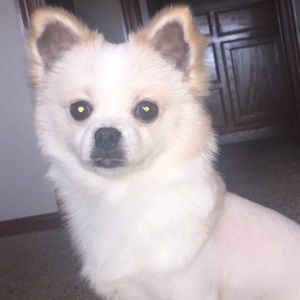 Meet your Posher, Thor