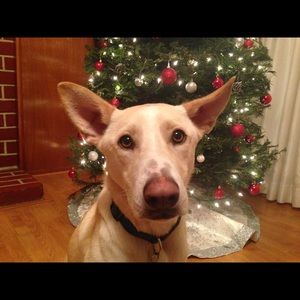 Meet your Posher, Annika