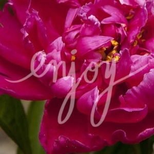 ❤️skirt for px122590