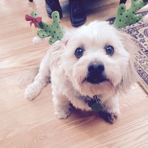 Meet your Posher, Sandy