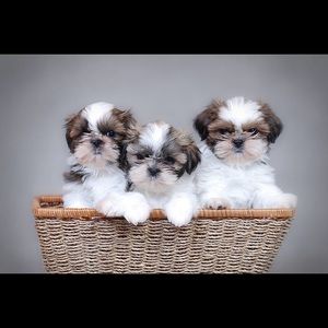 Meet your Posher, Sandra