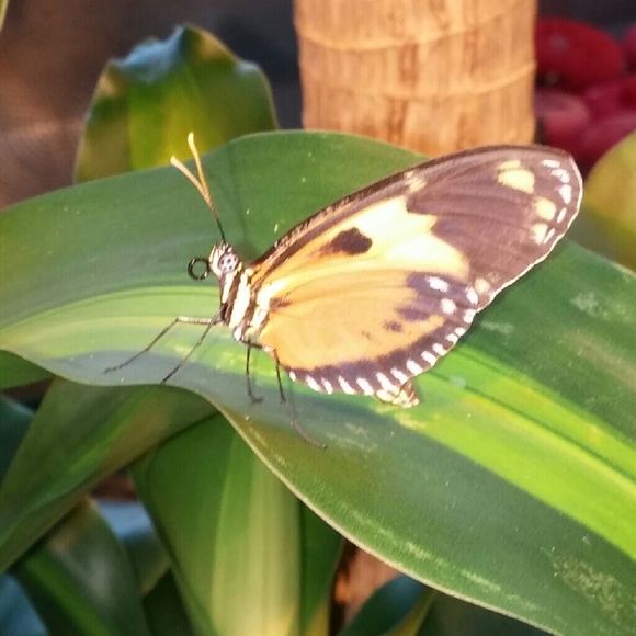 Meet your Posher, Allison - Picture 1 of 1