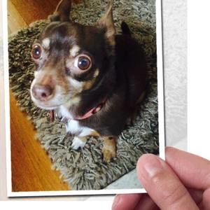 Meet your Posher, Rosemary