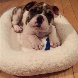 Meet your Posher, Tara