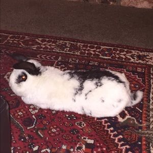 Meet your Posher, Rachelle