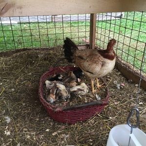 Meet your Posher, Mary