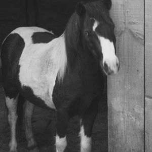 Meet your Posher, Heidi