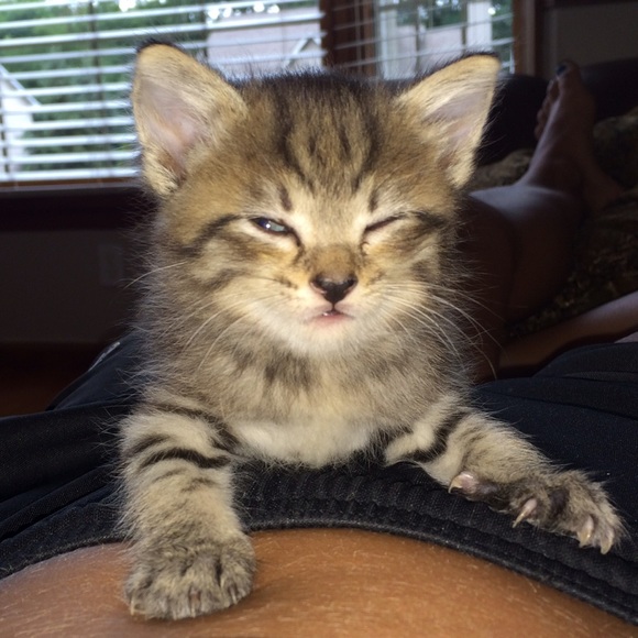 Meet your Posher, Molly