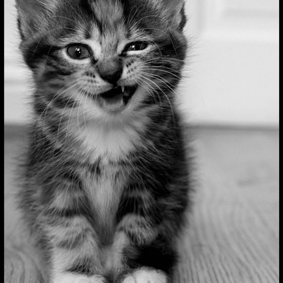 Meet your Posher, Celina