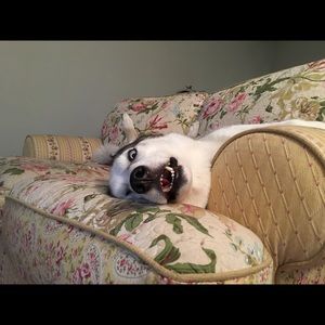 Meet your Posher, Penny