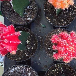 Meet your Posher, Sophia