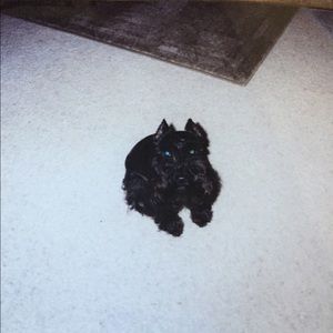 Meet your Posher, Carla