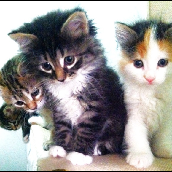 Meet your Posher, Angel - Picture 3 of 4