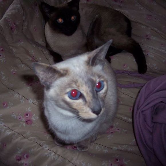 Meet your Posher, Peggy