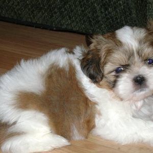 Meet your Posher, Dimitri