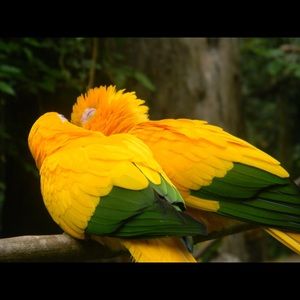 Meet your Posher, Maxine