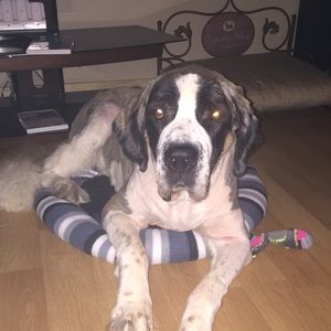 Meet your Posher, Alison