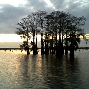 Meet your Posher, Kali