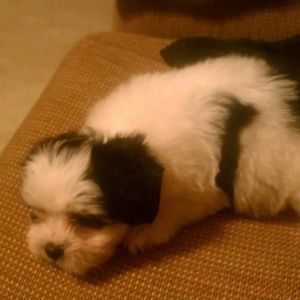 Meet your Posher, Penny