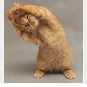 Meet your Posher, Bashira