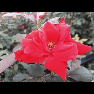 Meet your Posher, Frances