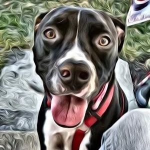 Meet your Posher, Noelle