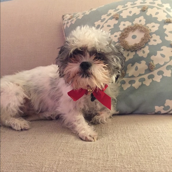 Meet your Posher, Chelsea - Picture 3 of 5