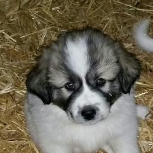 Meet your Posher, Rochelle