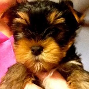 Meet your Posher, Donna