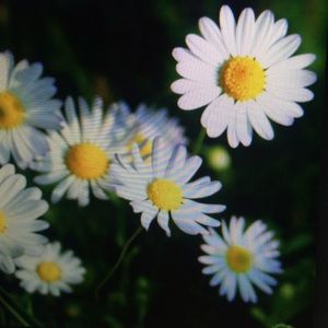 Meet your Posher, Caitlin