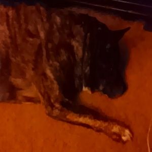 Meet your Posher, Phillip