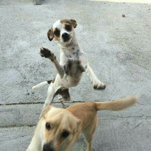 Meet your Posher, Mitzy