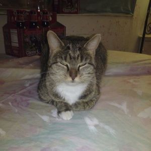 Meet your Posher, Allahanah