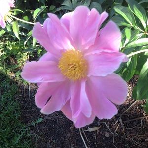 Meet your Posher, Renee