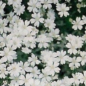 Meet your Posher, Fernanda