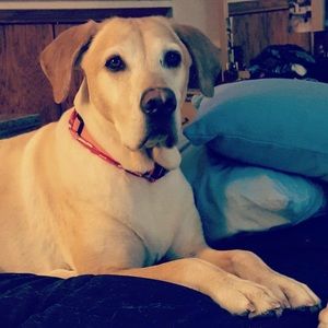 Meet your Posher, Karla