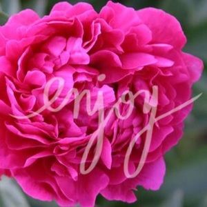 ❤️bundle for nickelgirl