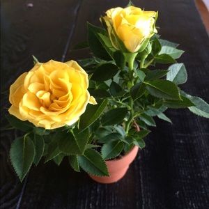 Meet your Posher, Brigette